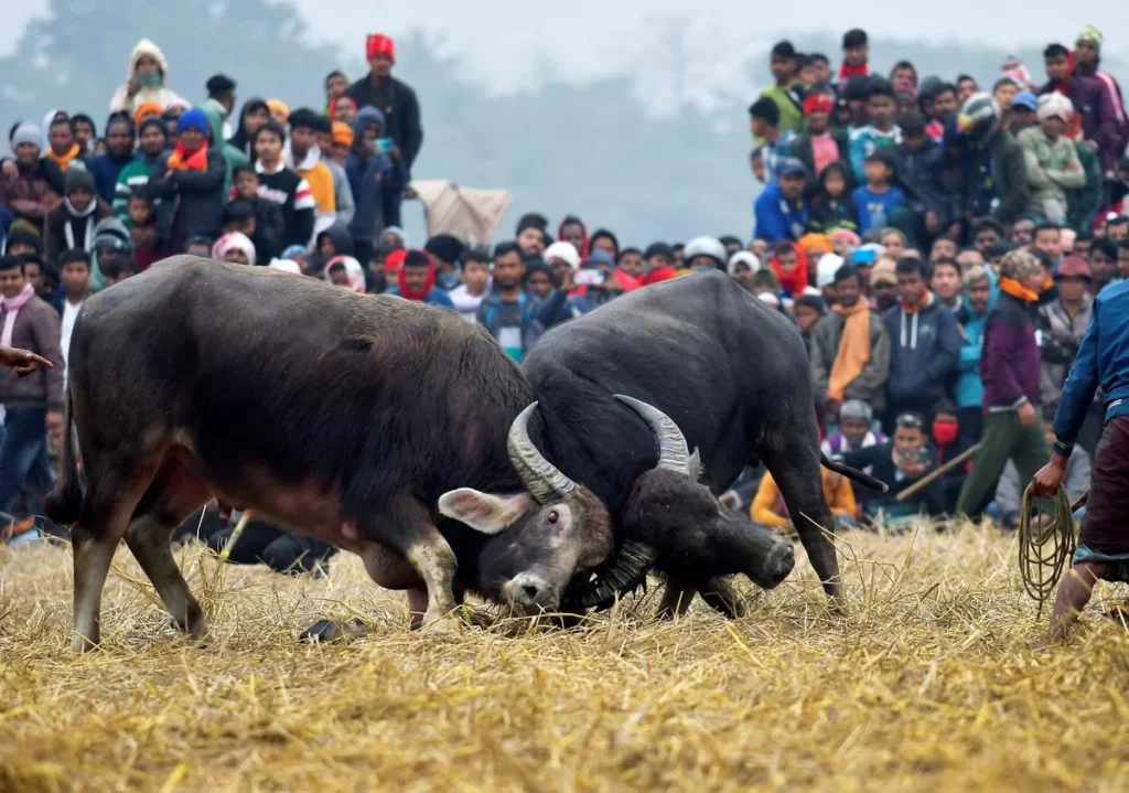 Assam Assembly Exempts Traditional Buffalo Fight from Animal Cruelty Law
