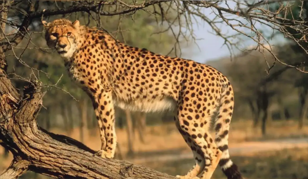 🐆 Veerangana Durgavati Tiger Reserve (VDTR) New Cheetah Habitat