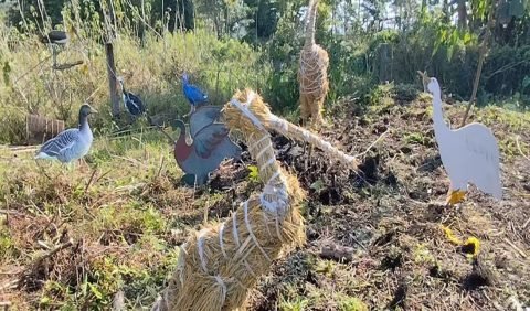 🐦 Charaichung Royal Bird Sanctuary