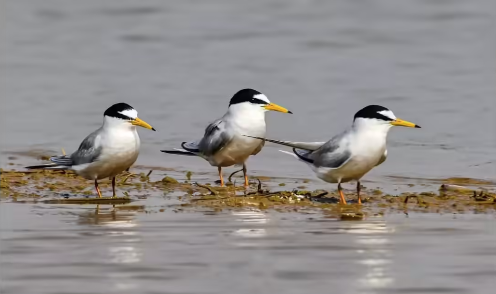 💦 Chhattisgarh's First Ramsar Site Kopra Reservoir